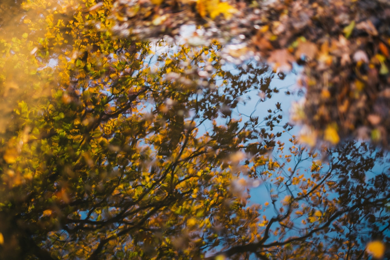 October Wellness Practices with TCM Wisdom