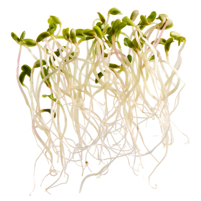 Alfalfa Sprouts