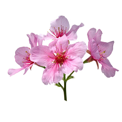 Cherry Plum Flower Essence
