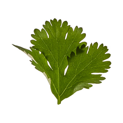 Cilantro Leaf Extract