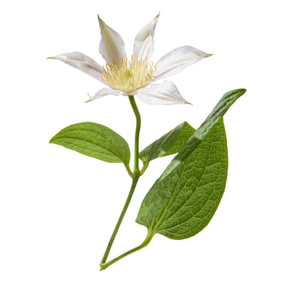 Clematis Flower Essence
