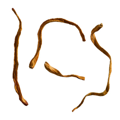 Cordyceps Mushroom