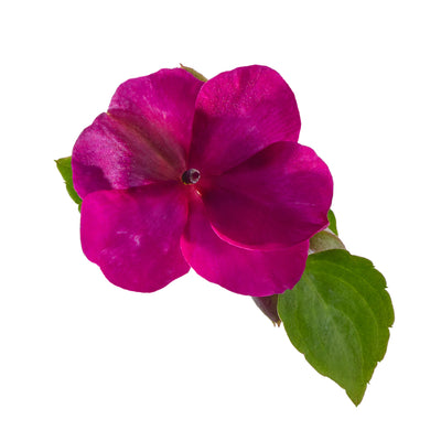 Impatiens Flower Essence 