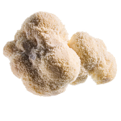 Lion's Mane Mushroom