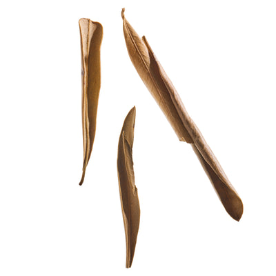 Olive Leaf
