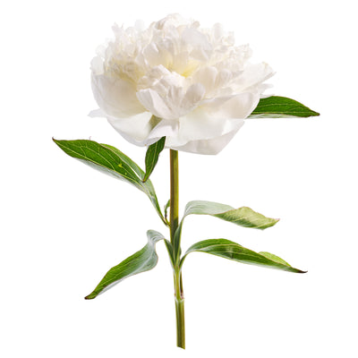 White Peony