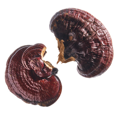 Reishi Mushroom