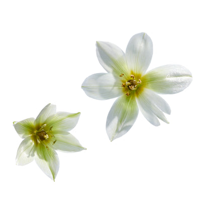 Star of Bethlehem Flower Essence 