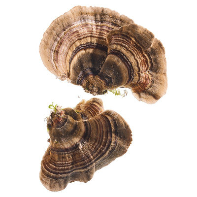 Turkey Tail Mushroom
