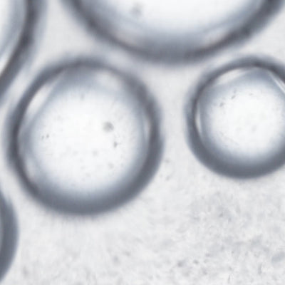 Micronized Cell Wall Lysates of: Lactobacillus Rhamnosus
