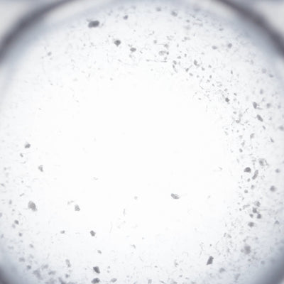 Micronized Cell Wall Lysates of: Lactobacillus Plantarum